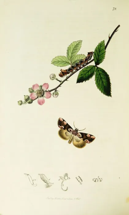 Framed Print : Curtis British Entomology Plate 72 Framed Print : Curtis British Entomology Plate 72
