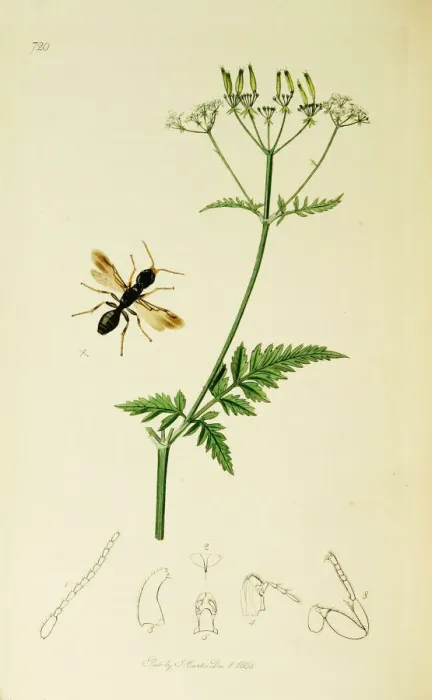 Framed Print : Curtis British Entomology Plate 720 Framed Print : Curtis British Entomology Plate 720