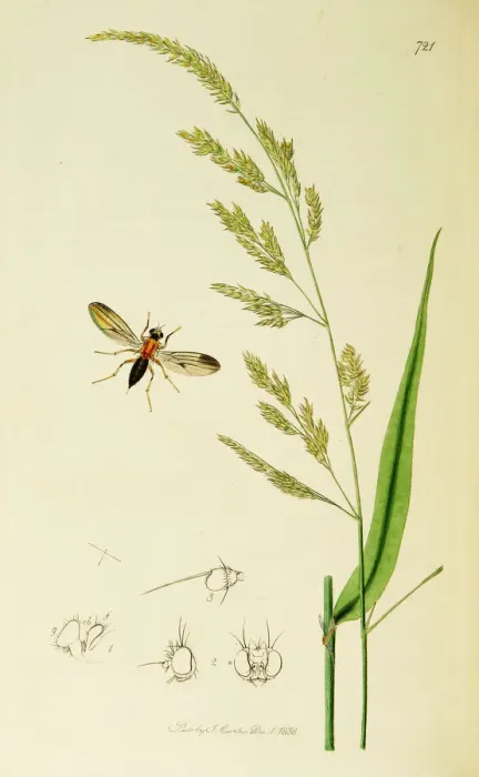 Framed Print : Curtis British Entomology Plate 721 Framed Print : Curtis British Entomology Plate 721