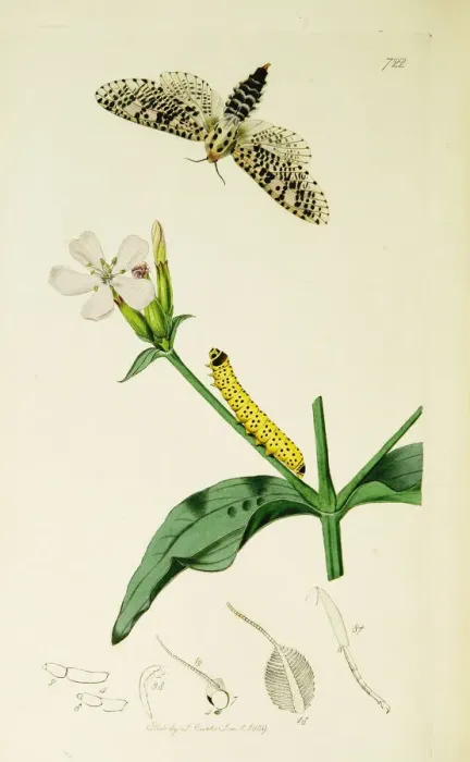 Framed Print : Curtis British Entomology Plate 722 Framed Print : Curtis British Entomology Plate 722