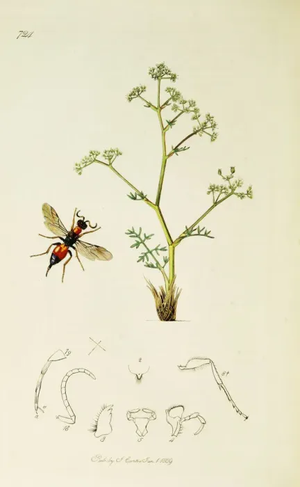 Framed Print : Curtis British Entomology Plate 724 Framed Print : Curtis British Entomology Plate 724
