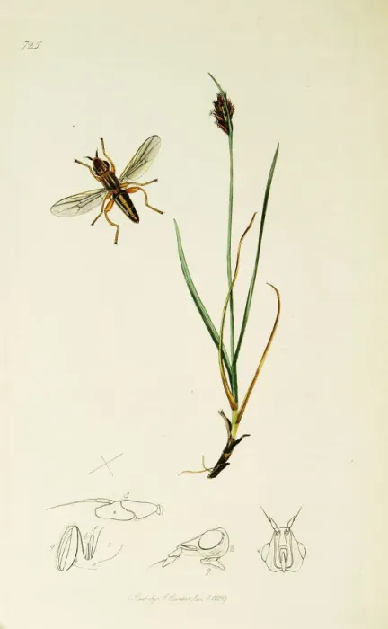Framed Print : Curtis British Entomology Plate 725 Framed Print : Curtis British Entomology Plate 725