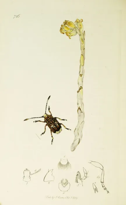 Framed Print : Curtis British Entomology Plate 726 Framed Print : Curtis British Entomology Plate 726