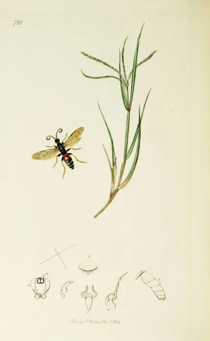 Framed Print : Curtis British Entomology Plate 728 Framed Print : Curtis British Entomology Plate 728