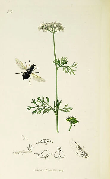 Curtis British Entomology Plate 729