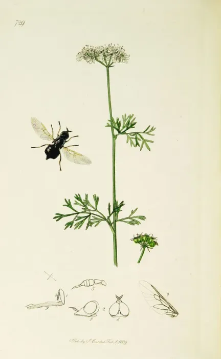 Framed Print : Curtis British Entomology Plate 729 Framed Print : Curtis British Entomology Plate 729