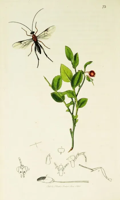 Framed Print : Curtis British Entomology Plate 73 Framed Print : Curtis British Entomology Plate 73
