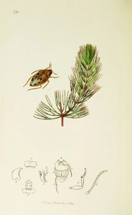 Framed Print : Curtis British Entomology Plate 730 Framed Print : Curtis British Entomology Plate 730