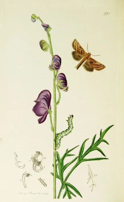 Framed Print : Curtis British Entomology Plate 731 Framed Print : Curtis British Entomology Plate 731