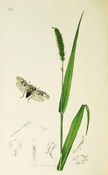 Curtis British Entomology Plate 733