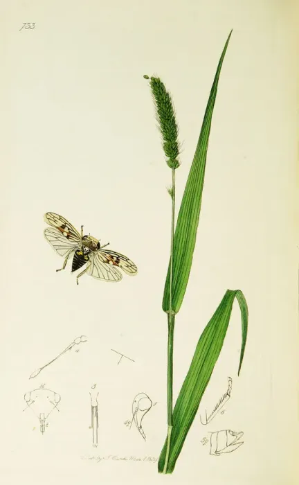 Framed Print : Curtis British Entomology Plate 733 Framed Print : Curtis British Entomology Plate 733