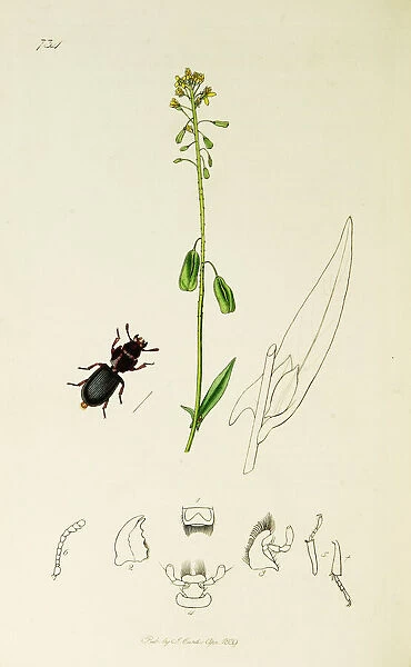 Curtis British Entomology Plate 734