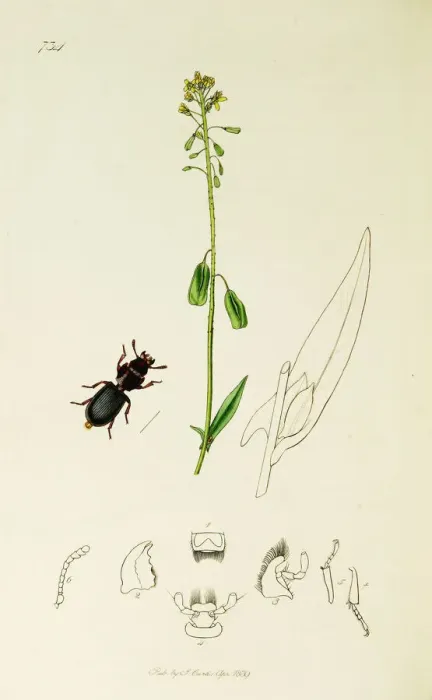 Framed Print : Curtis British Entomology Plate 734 Framed Print : Curtis British Entomology Plate 734