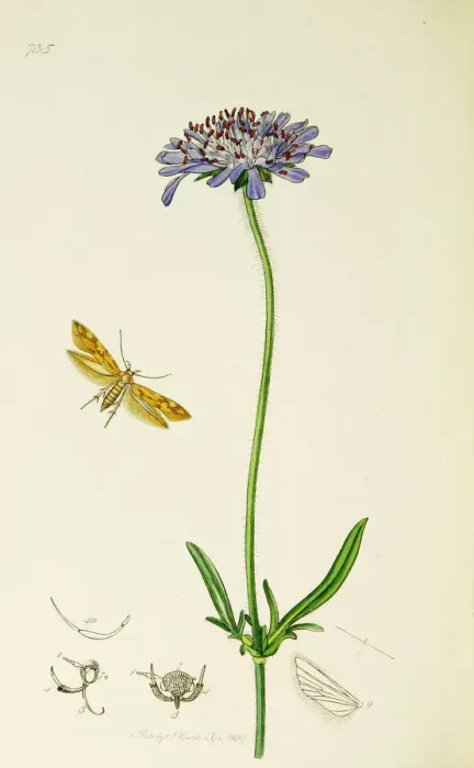Framed Print : Curtis British Entomology Plate 735 Framed Print : Curtis British Entomology Plate 735