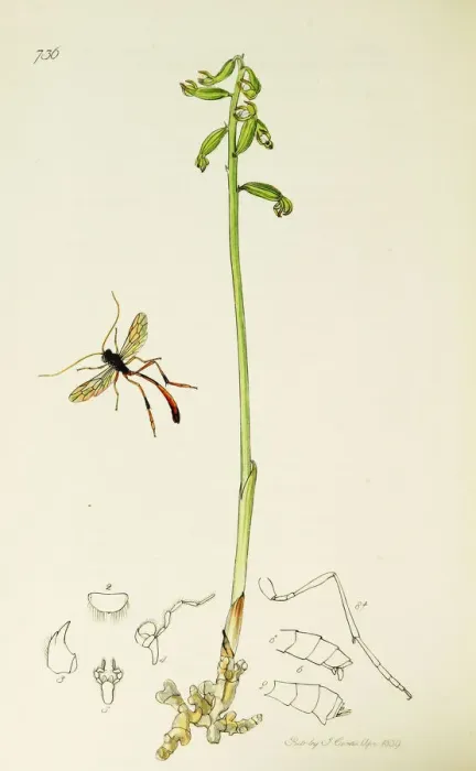 Framed Print : Curtis British Entomology Plate 736 Framed Print : Curtis British Entomology Plate 736