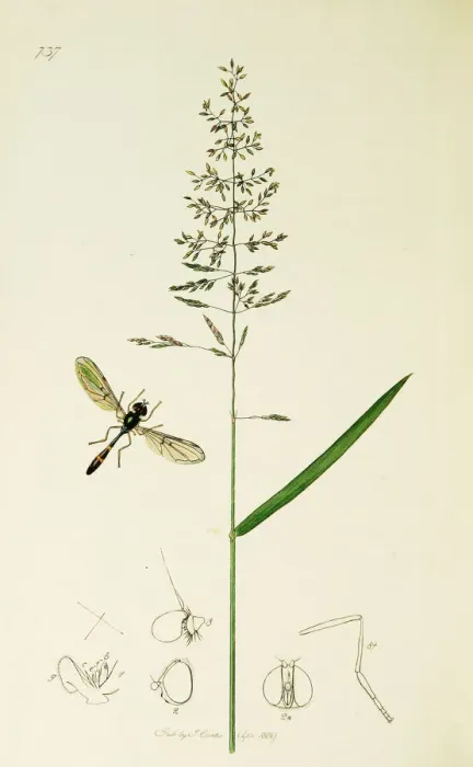 Framed Print : Curtis British Entomology Plate 737 Framed Print : Curtis British Entomology Plate 737