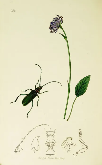 Framed Print : Curtis British Entomology Plate 738 Framed Print : Curtis British Entomology Plate 738