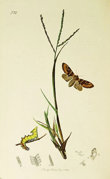 Curtis British Entomology Plate 739