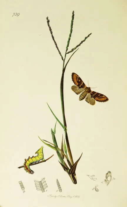 Framed Print : Curtis British Entomology Plate 739 Framed Print : Curtis British Entomology Plate 739