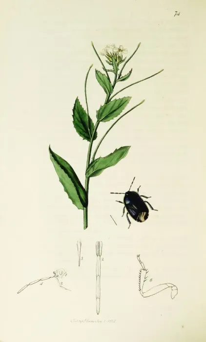 Framed Print : Curtis British Entomology Plate 74 Framed Print : Curtis British Entomology Plate 74