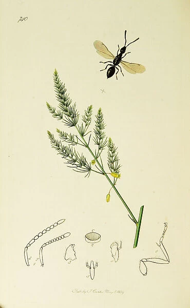 Curtis British Entomology Plate 740