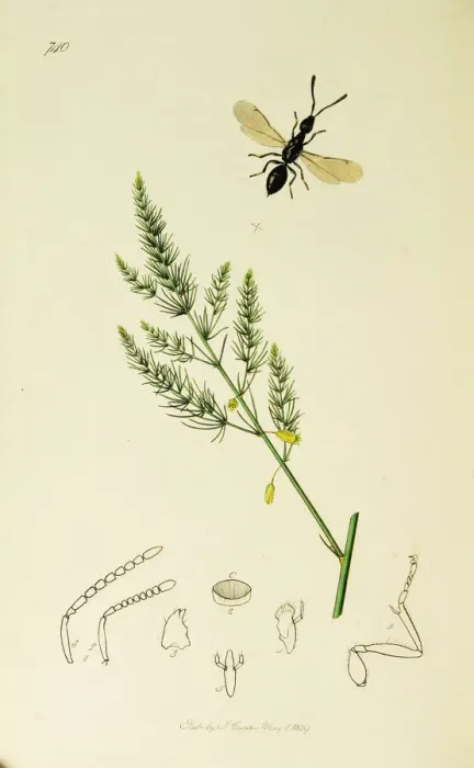 Framed Print : Curtis British Entomology Plate 740 Framed Print : Curtis British Entomology Plate 740