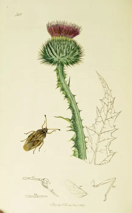 Framed Print : Curtis British Entomology Plate 741 Framed Print : Curtis British Entomology Plate 741