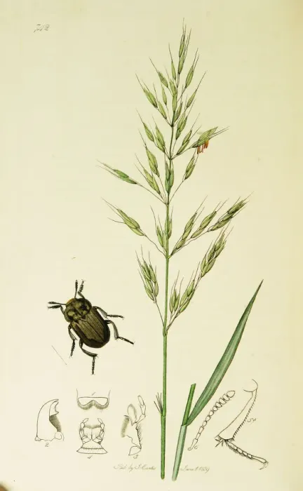 Framed Print : Curtis British Entomology Plate 742 Framed Print : Curtis British Entomology Plate 742