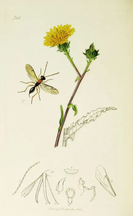 Framed Print : Curtis British Entomology Plate 744 Framed Print : Curtis British Entomology Plate 744