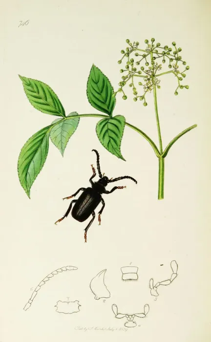 Framed Print : Curtis British Entomology Plate 746