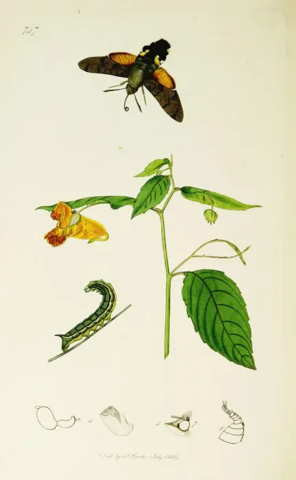 Framed Print : Curtis British Entomology Plate 747 Framed Print : Curtis British Entomology Plate 747