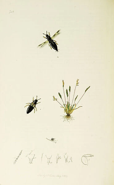 Curtis British Entomology Plate 748