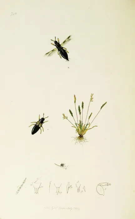 Framed Print : Curtis British Entomology Plate 748 Framed Print : Curtis British Entomology Plate 748