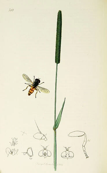 Curtis British Entomology Plate 749