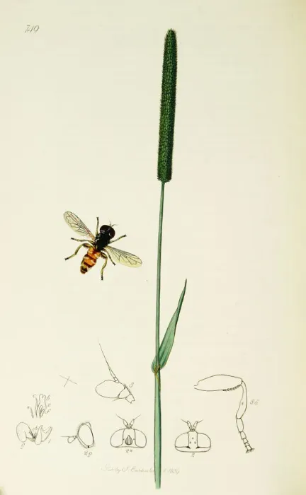 Framed Print : Curtis British Entomology Plate 749 Framed Print : Curtis British Entomology Plate 749