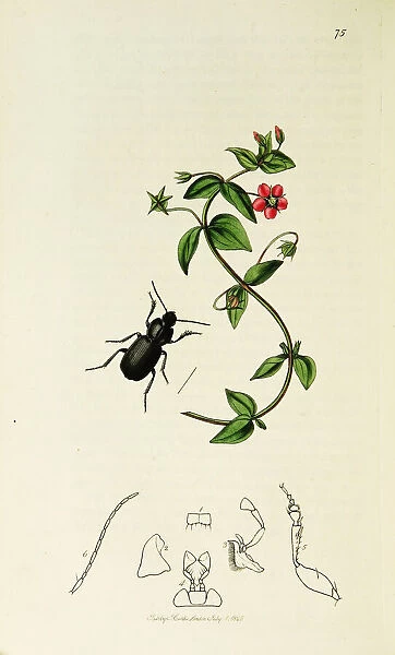 Curtis British Entomology Plate 75