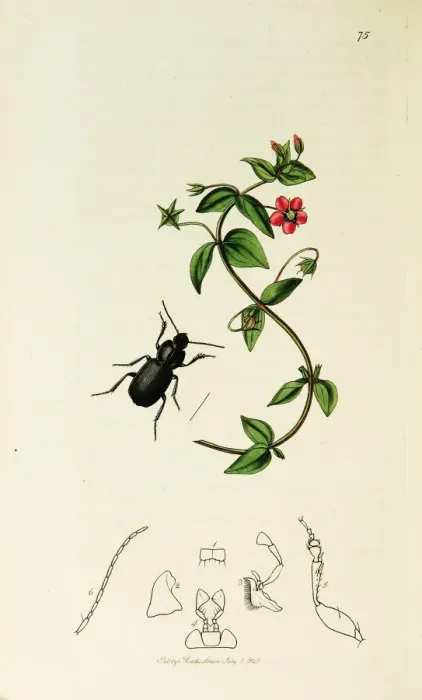 Framed Print : Curtis British Entomology Plate 75 Framed Print : Curtis British Entomology Plate 75