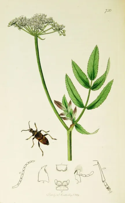 Framed Print : Curtis British Entomology Plate 750 Framed Print : Curtis British Entomology Plate 750