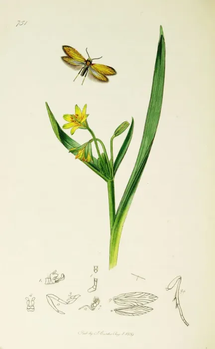 Framed Print : Curtis British Entomology Plate 751 Framed Print : Curtis British Entomology Plate 751