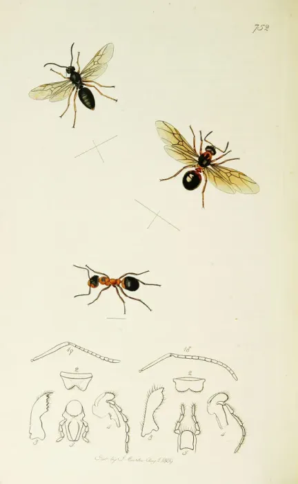 Framed Print : Curtis British Entomology Plate 752 Framed Print : Curtis British Entomology Plate 752