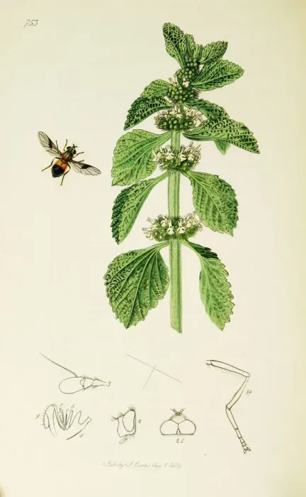 Framed Print : Curtis British Entomology Plate 753 Framed Print : Curtis British Entomology Plate 753