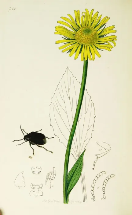 Framed Print : Curtis British Entomology Plate 754 Framed Print : Curtis British Entomology Plate 754