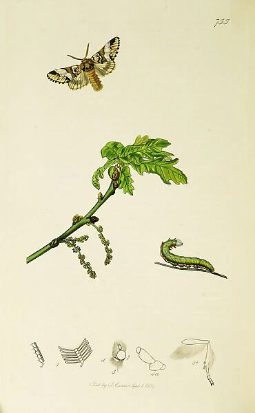 Curtis British Entomology Plate 755