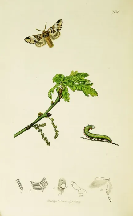Framed Print : Curtis British Entomology Plate 755 Framed Print : Curtis British Entomology Plate 755