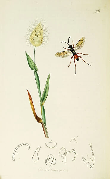 Curtis British Entomology Plate 756