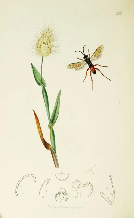 Framed Print : Curtis British Entomology Plate 756 Framed Print : Curtis British Entomology Plate 756