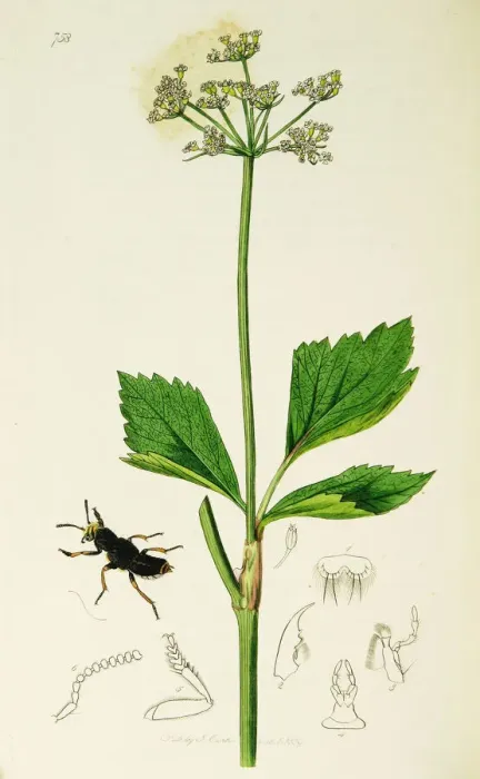 Framed Print : Curtis British Entomology Plate 758 Framed Print : Curtis British Entomology Plate 758