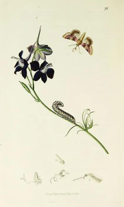 Framed Print : Curtis British Entomology Plate 76 Framed Print : Curtis British Entomology Plate 76