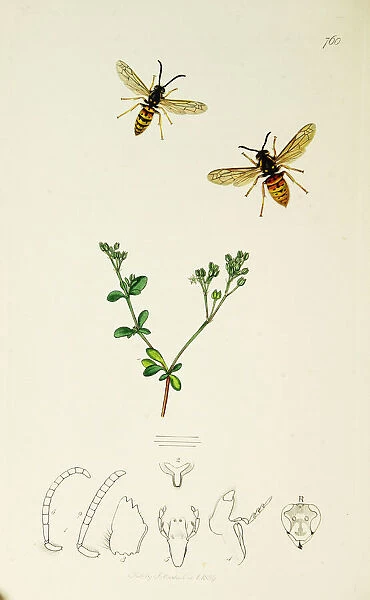 Curtis British Entomology Plate 760