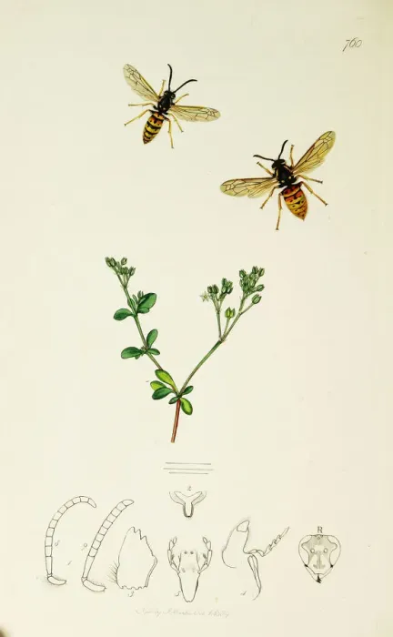Framed Print : Curtis British Entomology Plate 760 Framed Print : Curtis British Entomology Plate 760